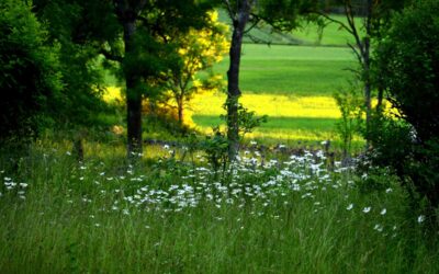 Sommarhälsning från Hälsopromotiongruppen