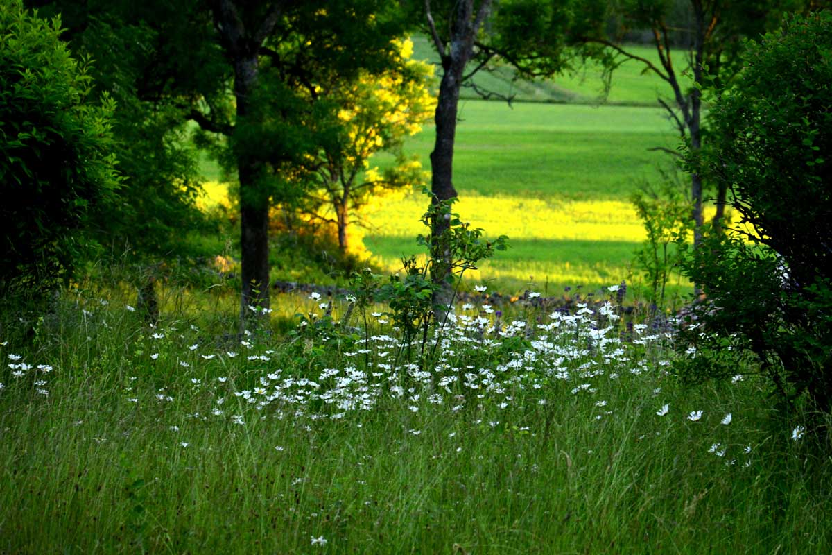 8968330-late-midsummer-evening-2_1200x800